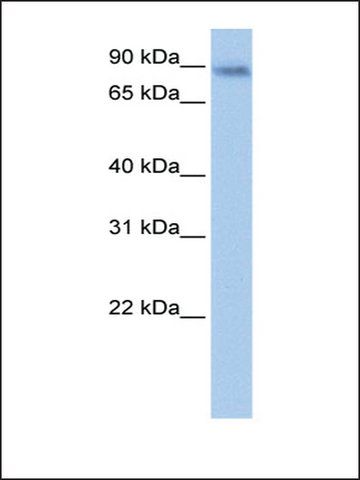 Anti-JAKMIP1 antibody produced in rabbit