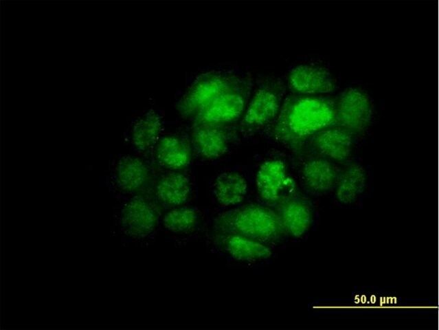 ANTI-IRF5 antibody produced in mouse