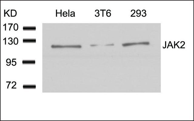 Anti-JAK2 (Ab-1007) antibody produced in rabbit