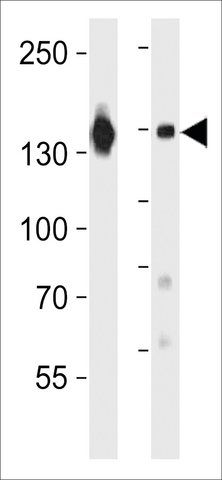 ANTI-ITA6 antibody produced in rabbit