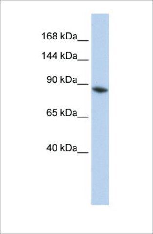 Anti-JMJD2B antibody produced in rabbit