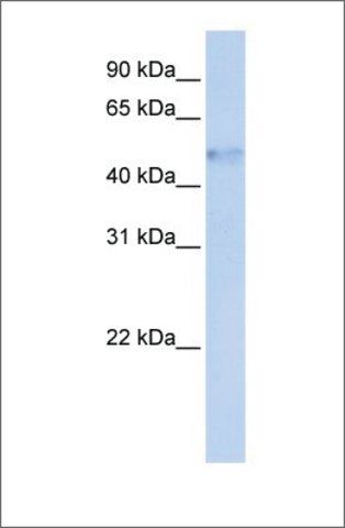 Anti-IRF4 antibody produced in rabbit