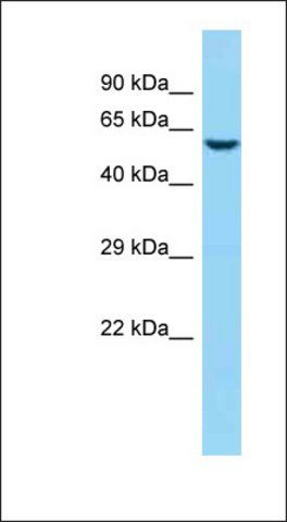 Anti-JAKMIP1 antibody produced in rabbit