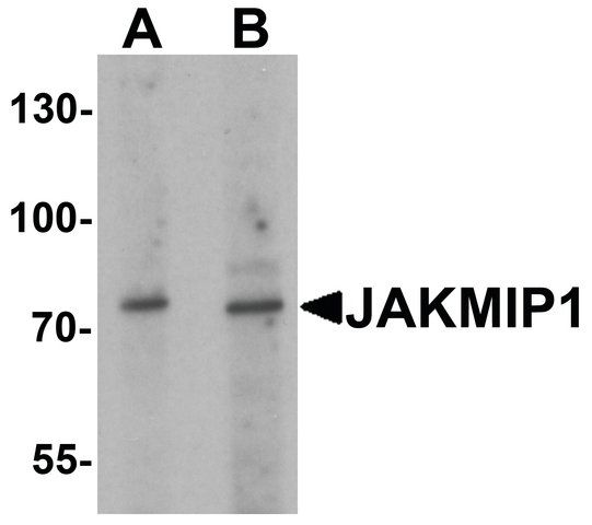 Anti-JAKMIP1 antibody produced in rabbit