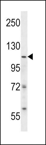 ANTI-ISWI(N-TERMINAL) antibody produced in rabbit