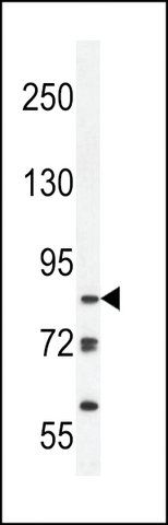 ANTI-JHDM2B (CENTER) antibody produced in rabbit