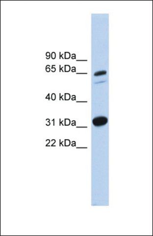 Anti-ITFG3 antibody produced in rabbit