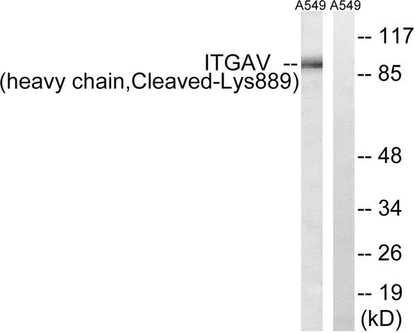 Anti-ITGAV (heavy chain, Cleaved-Lys<sup>889</sup>) antibody produced in rabbit