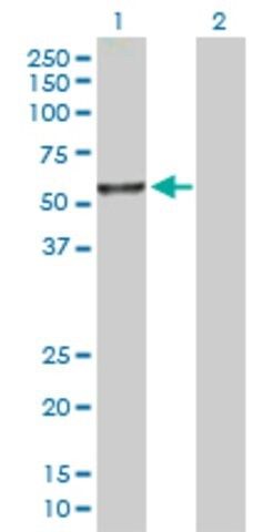 Anti-ITFG2 antibody produced in rabbit