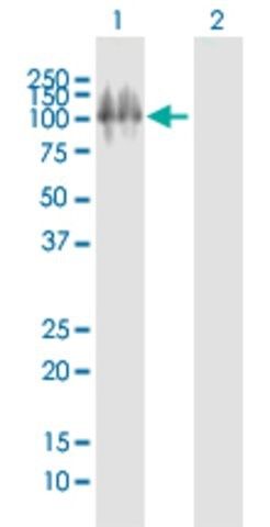 Anti-ITGB6 antibody produced in mouse