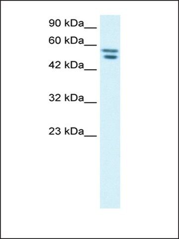 Anti-FLJ23436 antibody produced in rabbit