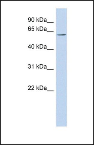 Anti-FLJ14803, (N-terminal) antibody produced in rabbit