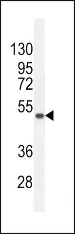 ANTI-FNDC8 (CENTER) antibody produced in rabbit