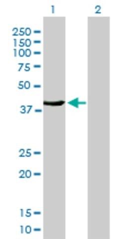 Anti-FMNL3 antibody produced in mouse