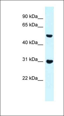 Anti-FNBP1 antibody produced in rabbit