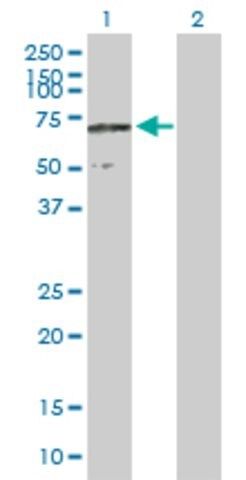 Anti-FLJ32658 antibody produced in mouse