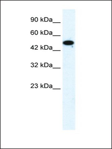 Anti-FLJ31875 antibody produced in rabbit