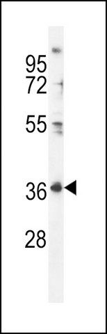 ANTI-FOLR4 (N-TERM) antibody produced in rabbit