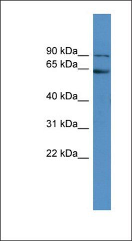 Anti-FMR1 antibody produced in rabbit