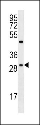 ANTI-FMR1NB (N-TERM) antibody produced in rabbit