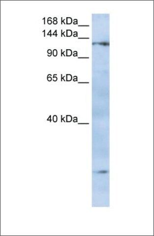 Anti-FMNL2 antibody produced in rabbit