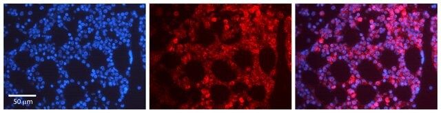 Anti-FOS antibody produced in rabbit