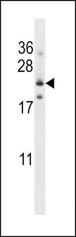 ANTI-FOLR3 (N-TERM) antibody produced in rabbit