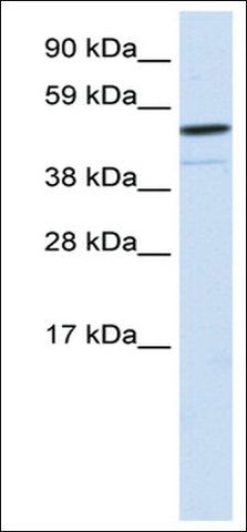 Anti-FOXI1 (AB1) antibody produced in rabbit