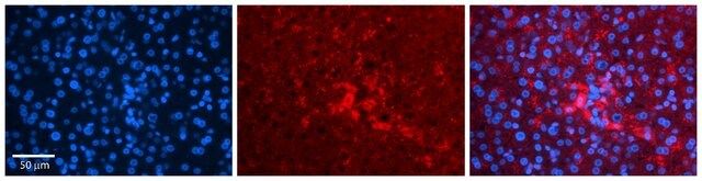 Anti-FNTA, (N-terminal) antibody produced in rabbit