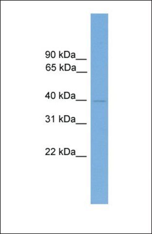 Anti-FOXB2, (C-terminal) antibody produced in rabbit