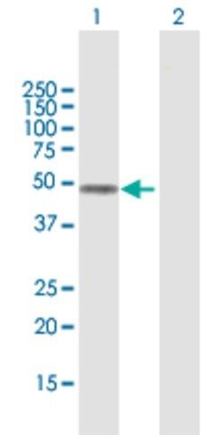 Anti-FOXD4L1 antibody produced in mouse