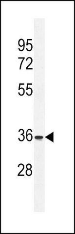 ANTI-FOXI3 (CENTER) antibody produced in rabbit