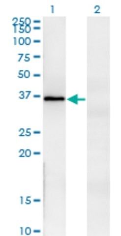 ANTI-FRZB antibody produced in mouse