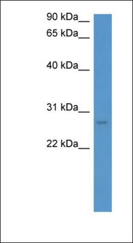 Anti-FRG1 antibody produced in rabbit