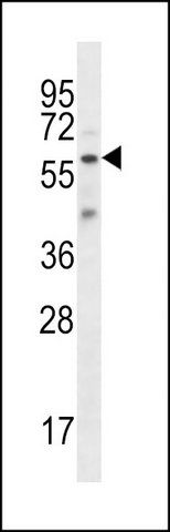 ANTI-FSCN3 (C-TERM) antibody produced in rabbit