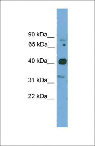 Anti-FOXQ1, (N-terminal) antibody produced in rabbit