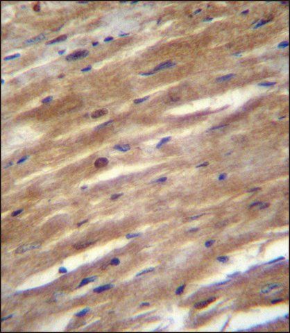 ANTI-FSD2 (N-TERM) antibody produced in rabbit