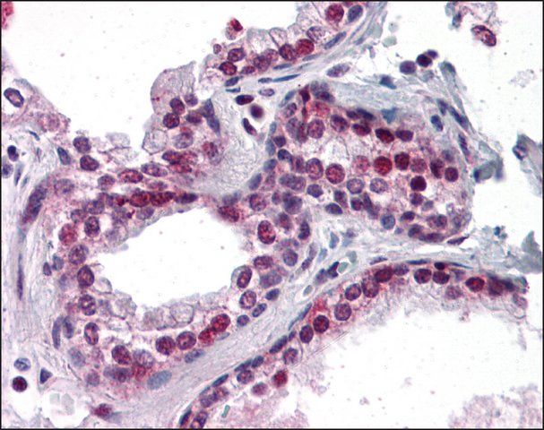 Anti-FRMPD3 antibody produced in rabbit