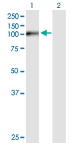 Anti-FSTL5 antibody produced in mouse