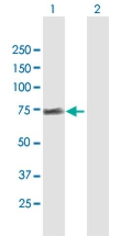 Anti-FRS2 antibody produced in mouse