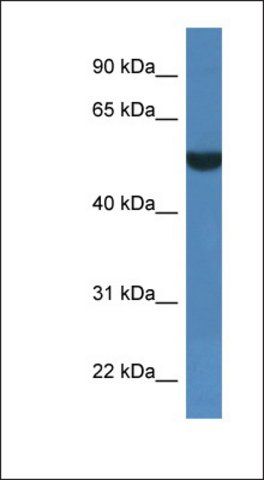 Anti-FSD1L antibody produced in rabbit