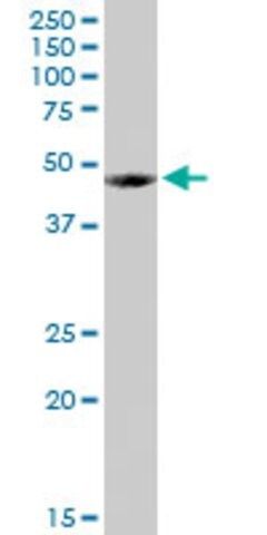 Anti-FUCA1 antibody produced in rabbit