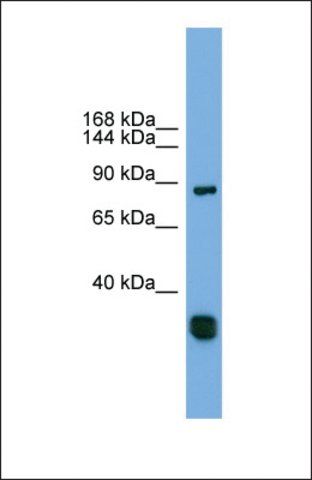 Anti-FSTL5 antibody produced in rabbit