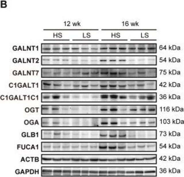 Anti-FUCA1 antibody produced in rabbit