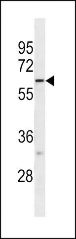 ANTI-FUT10 (N-TERM) antibody produced in rabbit