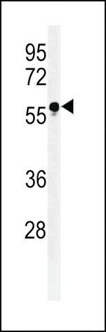 ANTI-FUT6 (CENTER) antibody produced in rabbit