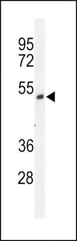 ANTI-FXRD1(C-TERMINAL) antibody produced in rabbit