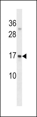 ANTI-GABARAPL3 (CENTER) antibody produced in rabbit