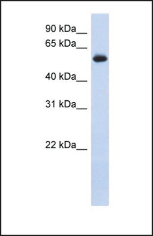 Anti-FRK, (N-terminal) antibody produced in rabbit