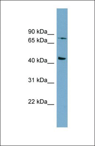 Anti-FZD6 antibody produced in rabbit